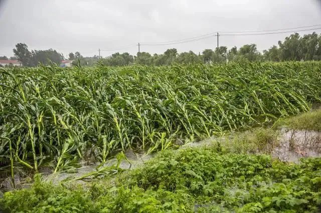 狂風暴雨后，玉米倒伏到底扶不扶？附：急救措施